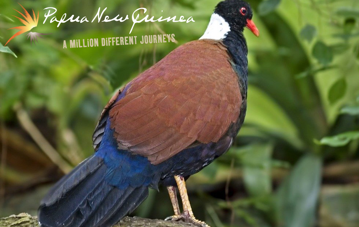 Papua New Guinea - a million different journeys, a black-naped pheasant-pigeon standing on a log.