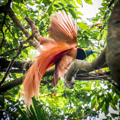 New Guinea Natural Tours - Birding Tours