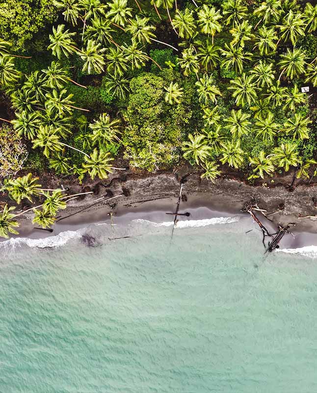 The ocean crashing into a rocky beach with lush trees and other flora.